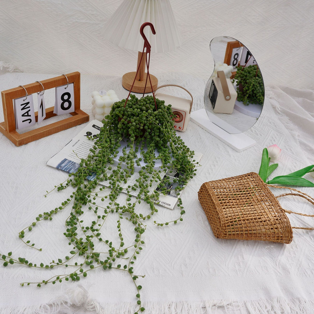 5'' Senecio Rowleyanus, Rare Live Succulent Plants