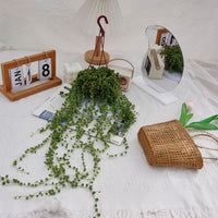 5'' Senecio Rowleyanus, Rare Live Succulent Plants