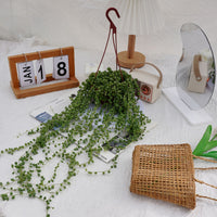 5'' Senecio Rowleyanus, Rare Live Succulent Plants