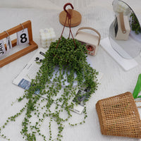 5'' Senecio Rowleyanus, Rare Live Succulent Plants