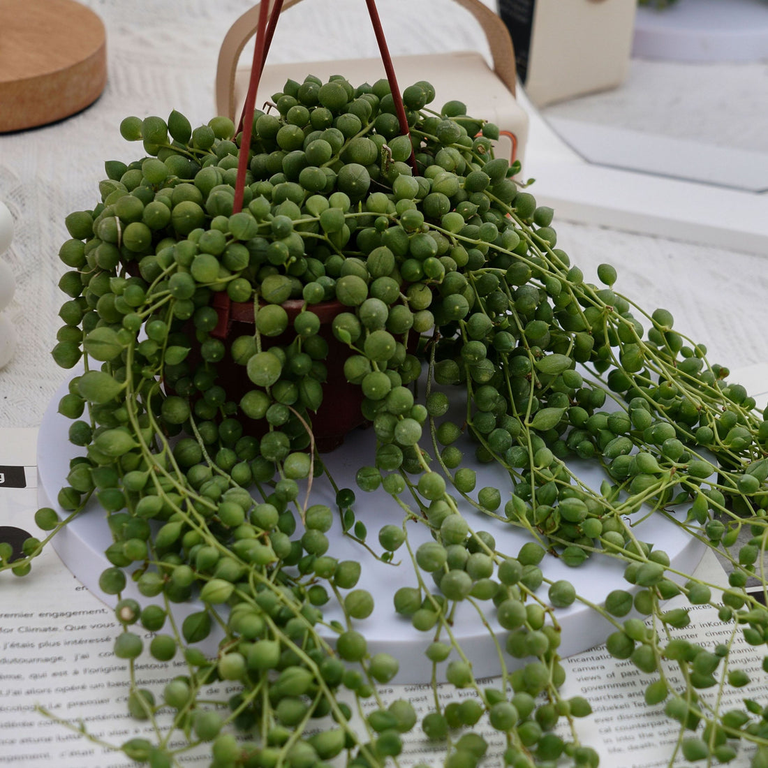 5'' Senecio Rowleyanus, Rare Live Succulent Plants