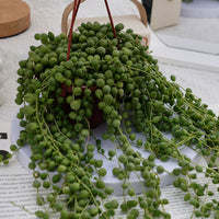 5'' Senecio Rowleyanus, Rare Live Succulent Plants