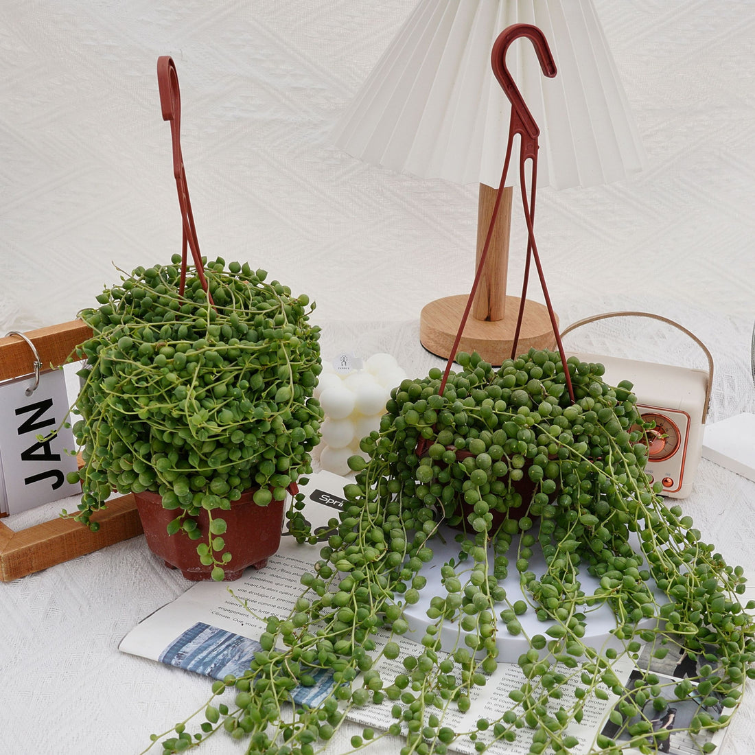 5'' Senecio Rowleyanus, Rare Live Succulent Plants