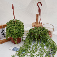 5'' Senecio Rowleyanus, Rare Live Succulent Plants