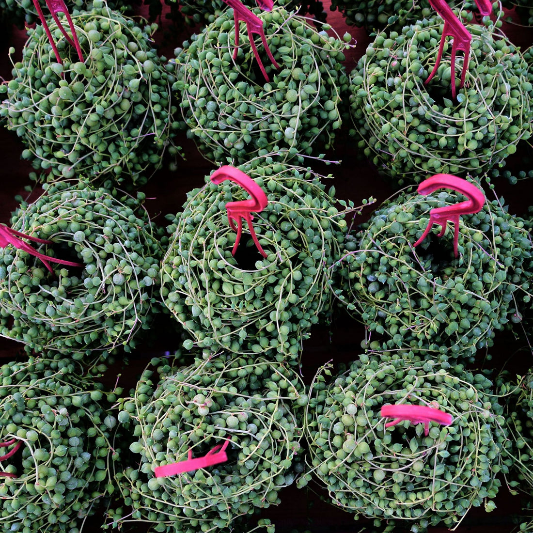 5'' Senecio Rowleyanus, Rare Live Succulent Plants