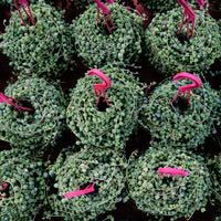 5'' Senecio Rowleyanus, Rare Live Succulent Plants
