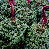 5'' Senecio Rowleyanus, Rare Live Succulent Plants