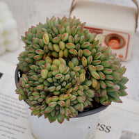 5'' Echeveria Brave Crested, Rare Live Succulent Plants
