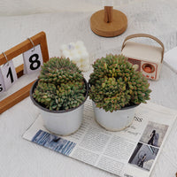 5'' Echeveria Brave Crested, Rare Live Succulent Plants