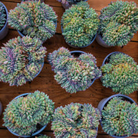 5'' Echeveria Brave Crested, Rare Live Succulent Plants