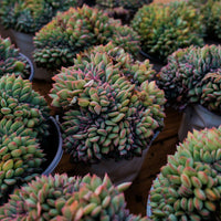 5'' Echeveria Brave Crested, Rare Live Succulent Plants