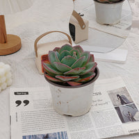 5'' Echeveria Brinks Blue, Rare Live Succulent Plants
