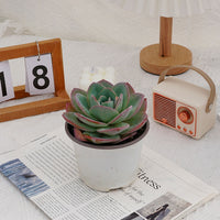 5'' Echeveria Brinks Blue, Rare Live Succulent Plants