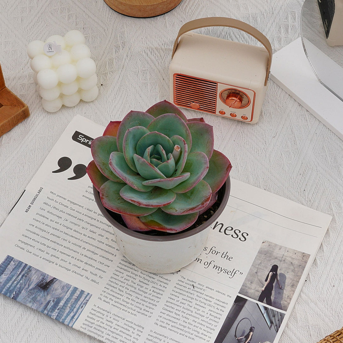 5'' Echeveria Brinks Blue, Rare Live Succulent Plants