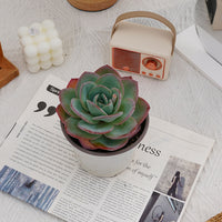 5'' Echeveria Brinks Blue, Rare Live Succulent Plants