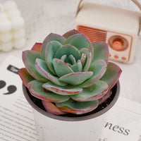5'' Echeveria Brinks Blue, Rare Live Succulent Plants