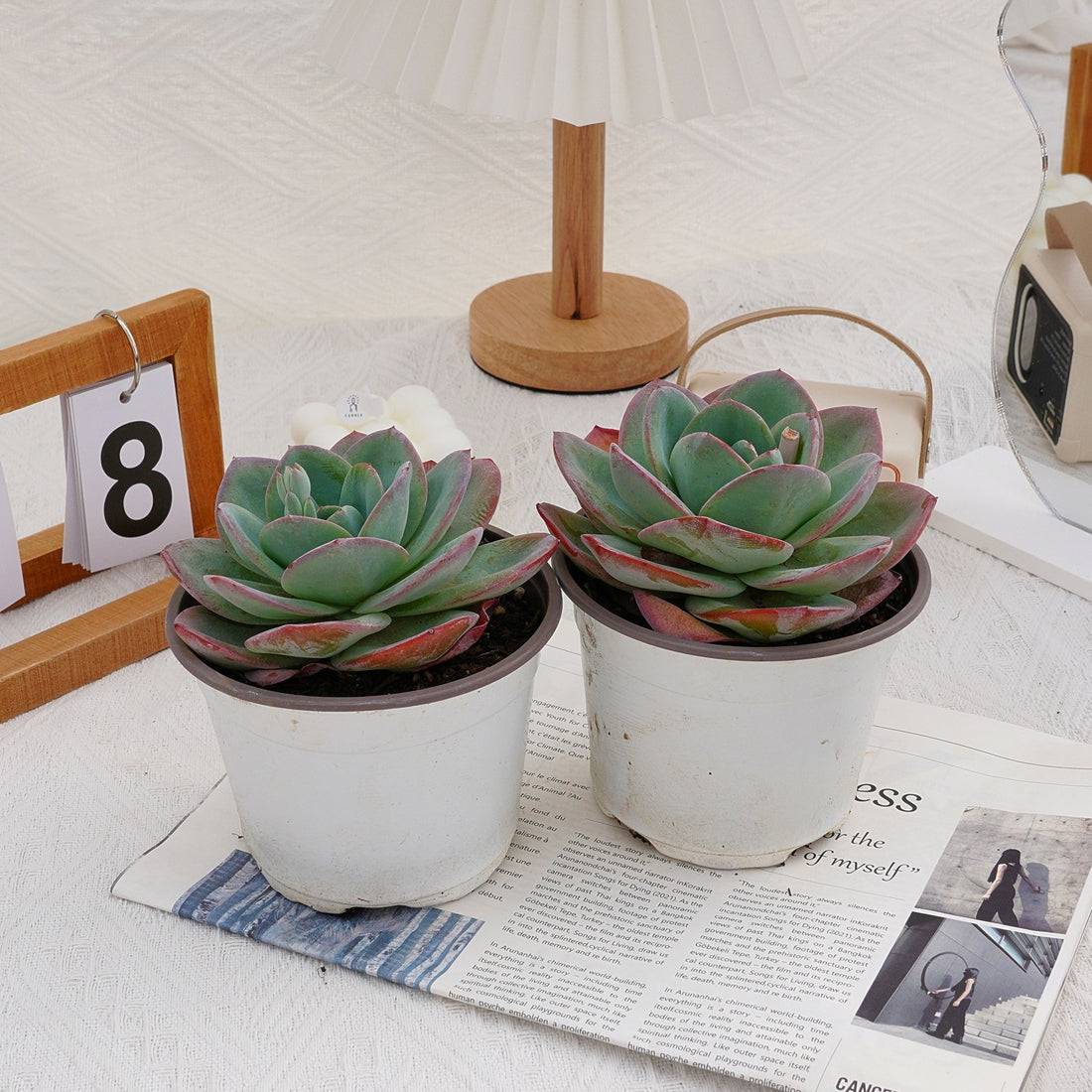 5'' Echeveria Brinks Blue, Rare Live Succulent Plants