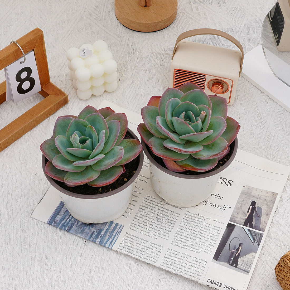 5'' Echeveria Brinks Blue, Rare Live Succulent Plants