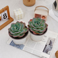 5'' Echeveria Brinks Blue, Rare Live Succulent Plants