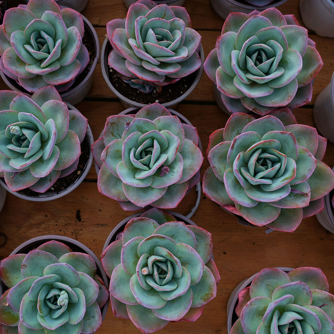 5'' Echeveria Brinks Blue, Rare Live Succulent Plants