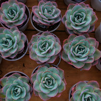 5'' Echeveria Brinks Blue, Rare Live Succulent Plants