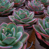 5'' Echeveria Brinks Blue, Rare Live Succulent Plants