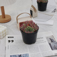 5'' Echeveria Marseille, Rare Live Succulent Plants