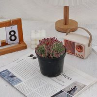 5'' Echeveria Marseille, Rare Live Succulent Plants