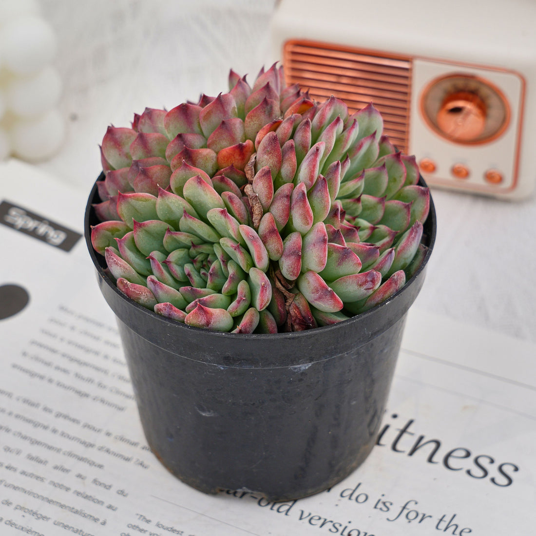 5'' Echeveria Marseille, Rare Live Succulent Plants