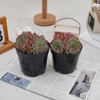 5'' Echeveria Marseille, Rare Live Succulent Plants