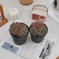5'' Echeveria Marseille, Rare Live Succulent Plants