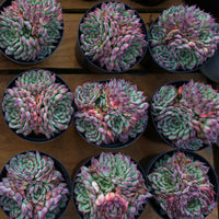 5'' Echeveria Marseille, Rare Live Succulent Plants