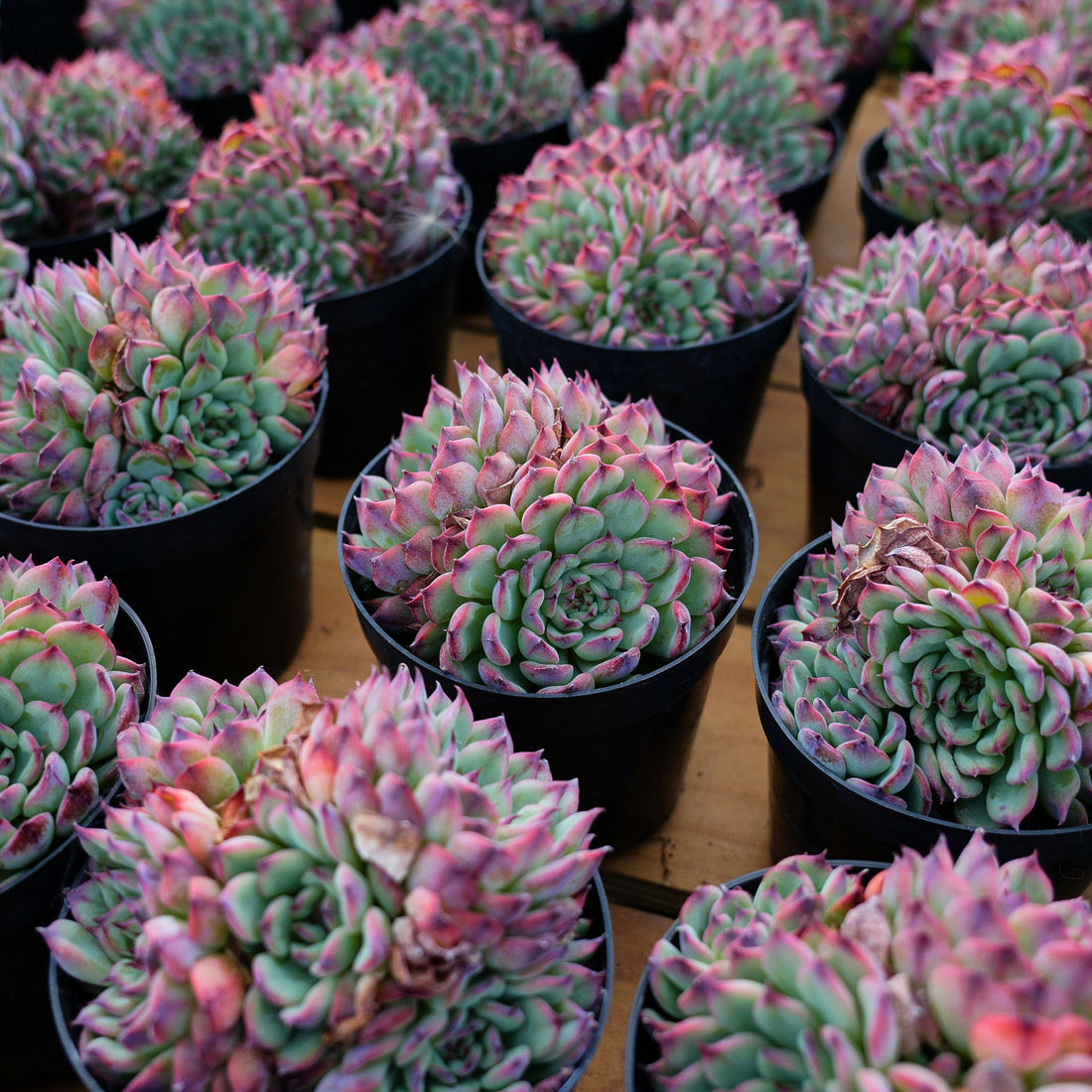 5'' Echeveria Marseille, Rare Live Succulent Plants