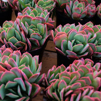 5'' Echeveria Luella, Rare Live Succulent Plants