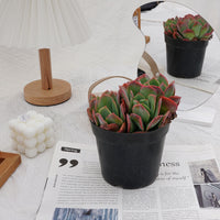 5'' Echeveria Luella, Rare Live Succulent Plants