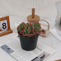 5'' Echeveria Luella, Rare Live Succulent Plants