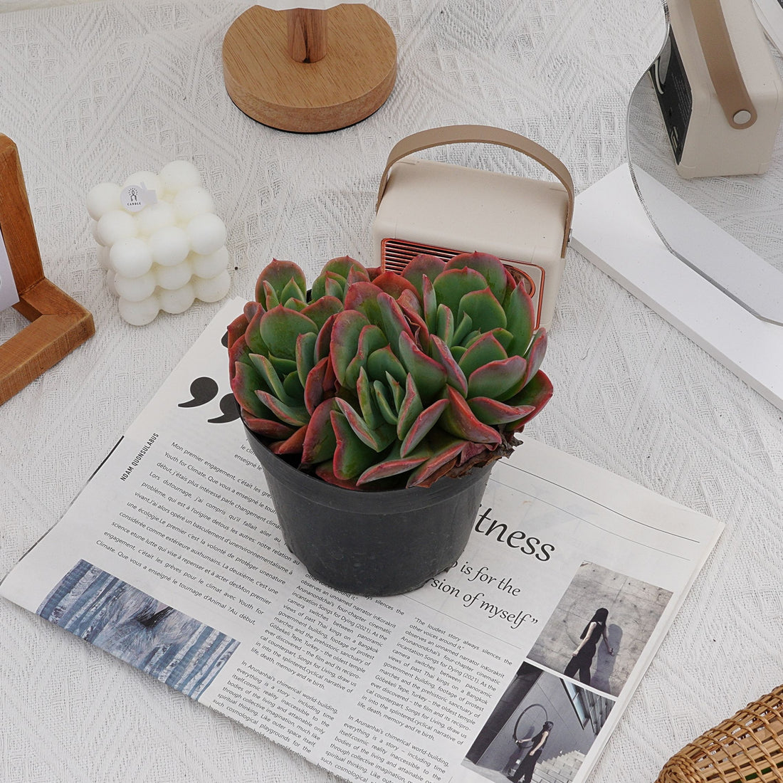 5'' Echeveria Luella, Rare Live Succulent Plants