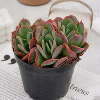 5'' Echeveria Luella, Rare Live Succulent Plants