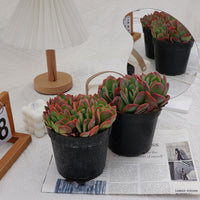 5'' Echeveria Luella, Rare Live Succulent Plants