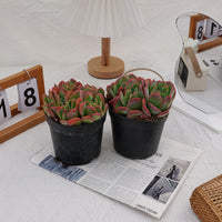 5'' Echeveria Luella, Rare Live Succulent Plants