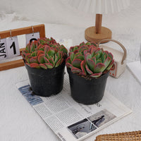 5'' Echeveria Luella, Rare Live Succulent Plants