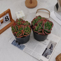 5'' Echeveria Luella, Rare Live Succulent Plants