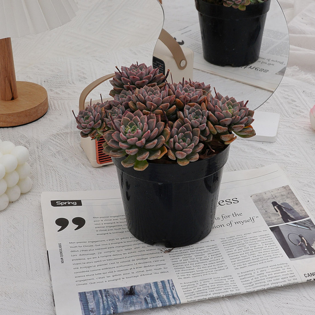 6'' Echeveria Tinkerbell, Rare Live Succulent Plants