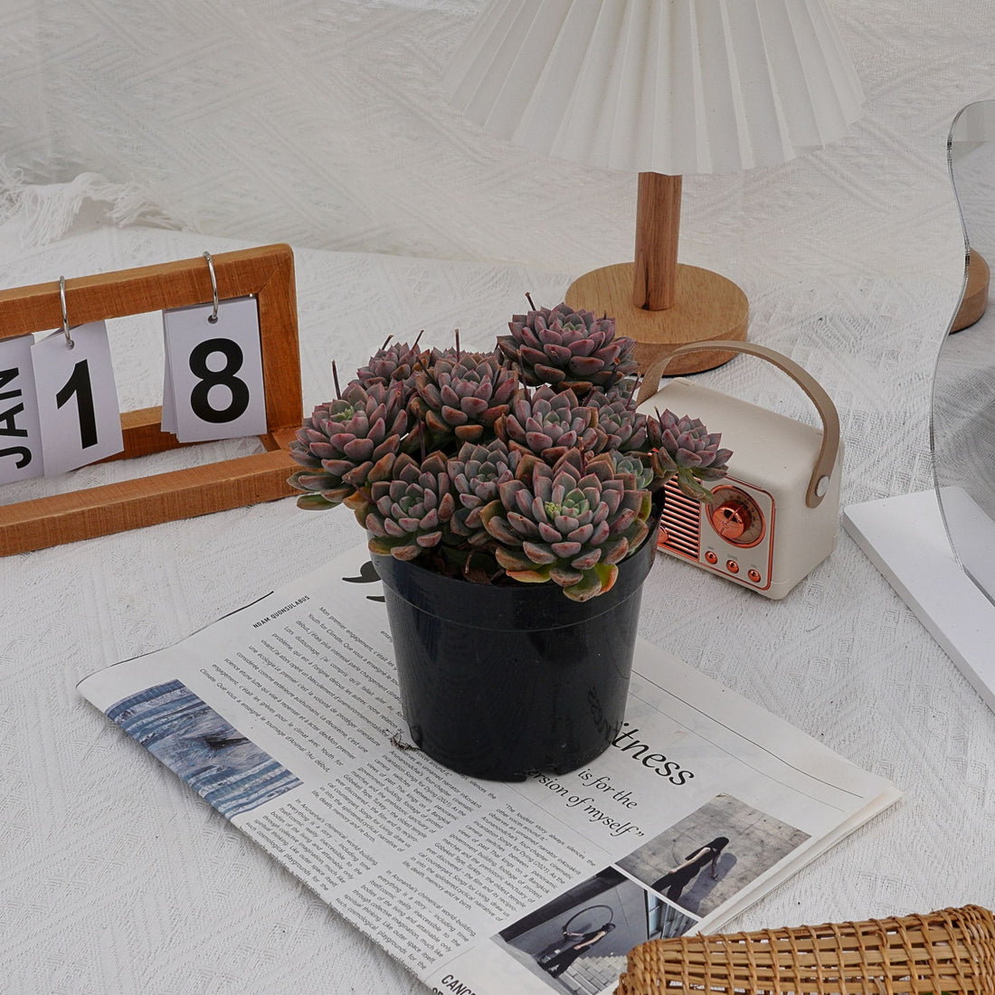 6'' Echeveria Tinkerbell, Rare Live Succulent Plants