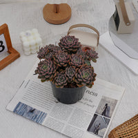 6'' Echeveria Tinkerbell, Rare Live Succulent Plants