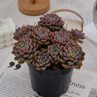 6'' Echeveria Tinkerbell, Rare Live Succulent Plants