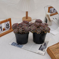 6'' Echeveria Tinkerbell, Rare Live Succulent Plants