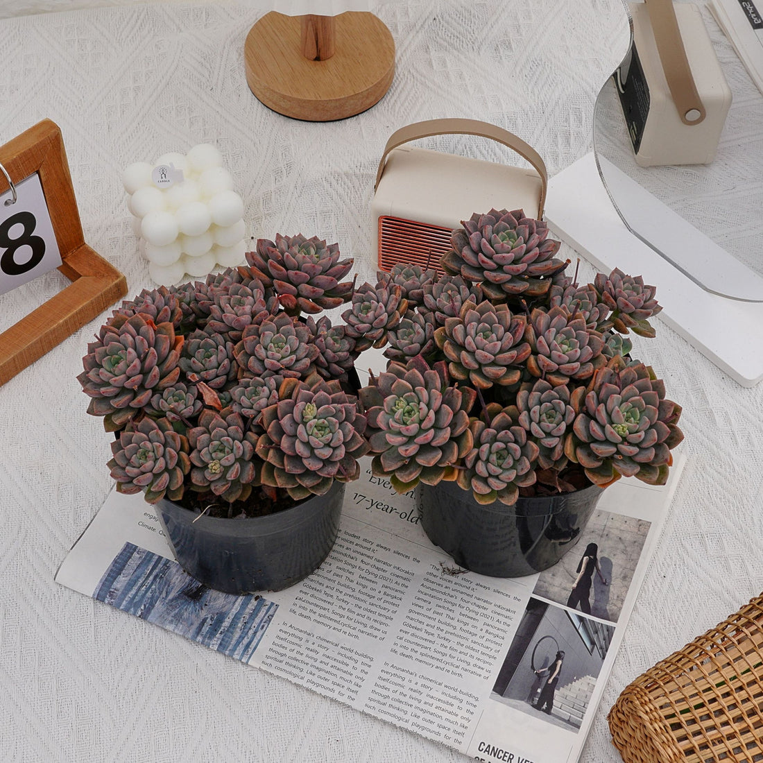 6'' Echeveria Tinkerbell, Rare Live Succulent Plants