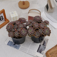6'' Echeveria Tinkerbell, Rare Live Succulent Plants