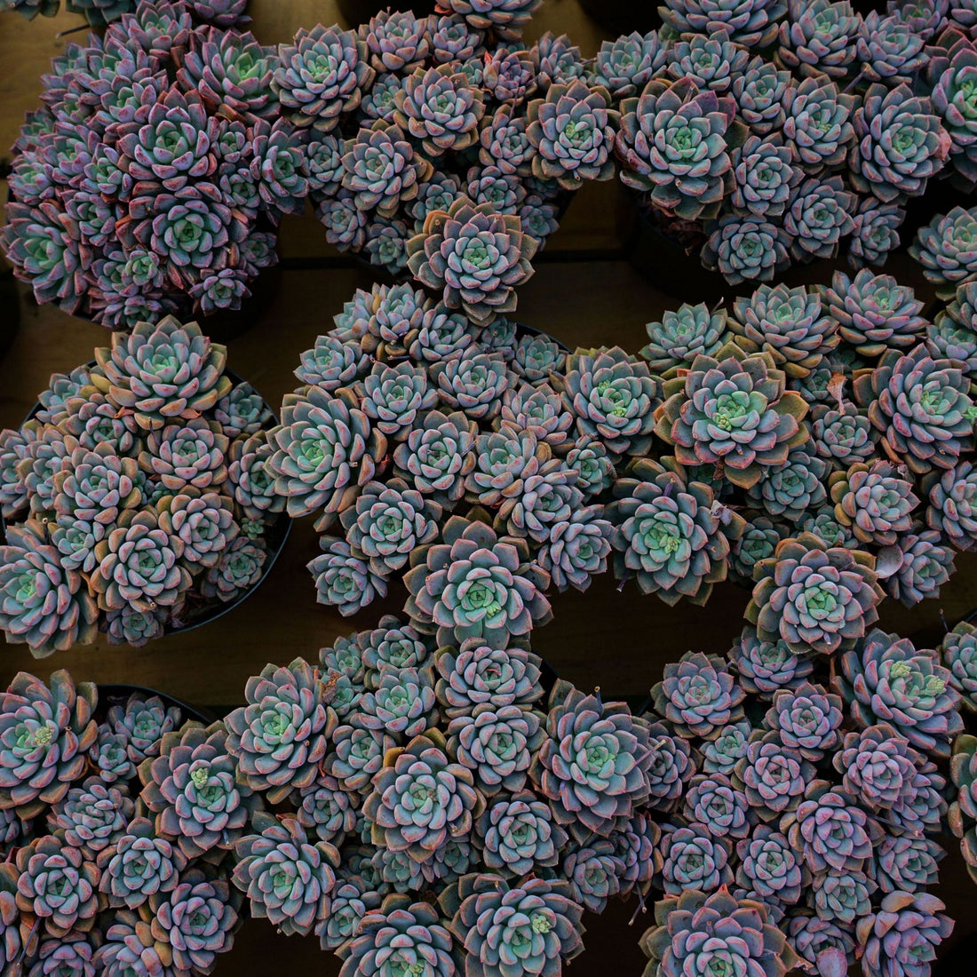 6'' Echeveria Tinkerbell, Rare Live Succulent Plants